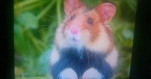 hamster d'Alsace